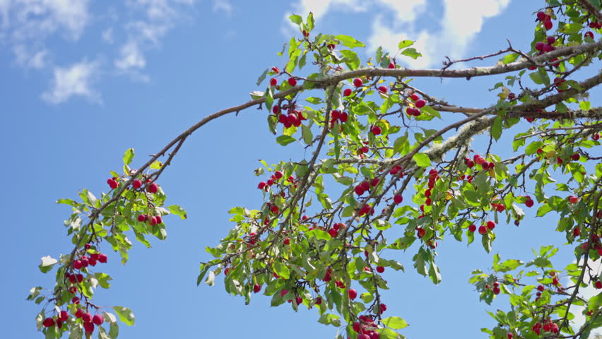 Bountiful crab apple tree under clear blue sky with fluffy clouds