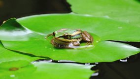 Close-up shot, one green frog sitting on a lotus leaf in natural water lily pond garden, looks at camera, fertile tropical ecology environment, wet swamp amphibian animal wildlife behavior in summer. - Powered by Shutterstock - Get 15% off with code: PIKWIZARD15