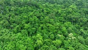 Aerial drone view of dense tropical forest representing a rich habitat that preserves biodiversity by supporting diverse species and maintaining ecological balance. Thailand.
 - Powered by Shutterstock - Get 15% off with code: PIKWIZARD15