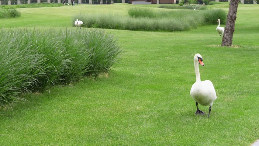 Graceful bird walking through fresh grass in symbolic and rural natural setting.White swan calmly exploring green meadow  in peaceful nature