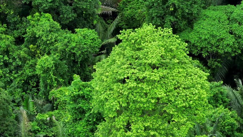 Aerial drone view of dense forest illustrating how trees produce fresh air by filtering pollutants and releasing oxygen, crucial for healthy ecosystems and human life. Thailand.
