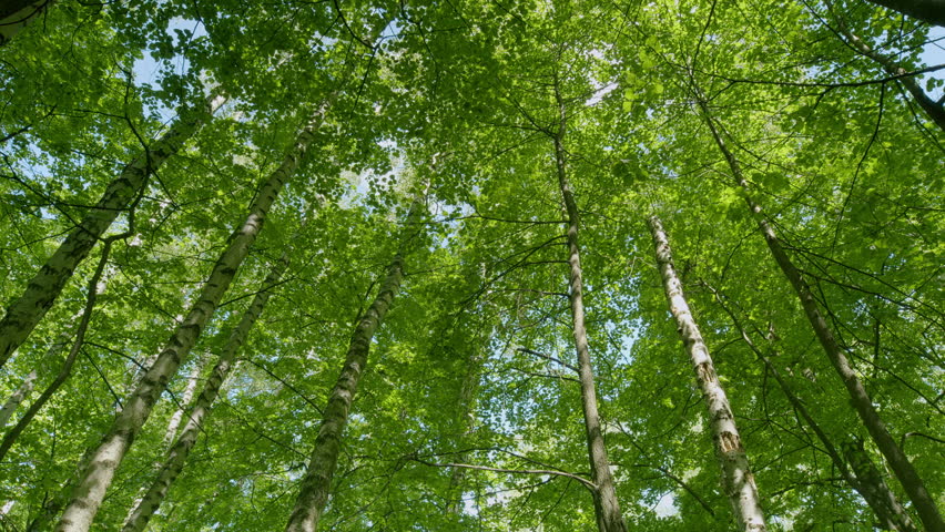 Lush Green Canopy A Beautiful and Captivating View from Below in the Dense and Vibrant Forest