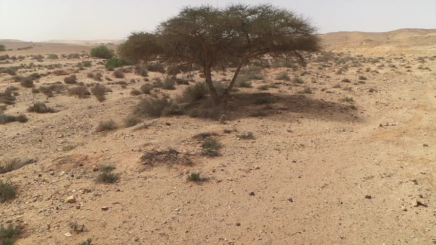 Solitary acacia tree providing shade in the vast, arid, and sandy landscape of the desert near Laayoune, Morocco