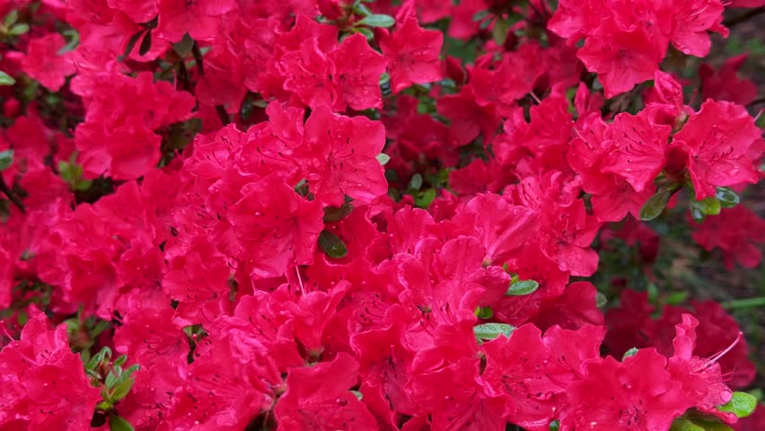 Bright red azalea flowers in full bloom, close-up. High quality 4k footage