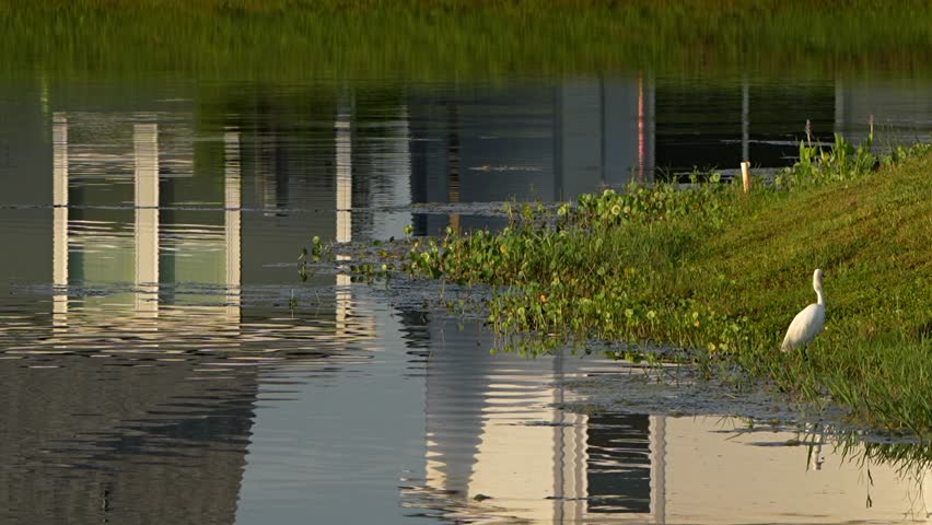 Great egret lands near snowy egret