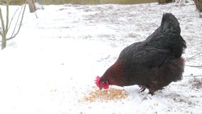 Domestic hen pecking seeds in the snow
