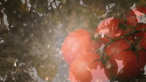 Fine mist starting water droplets showering ripe red tomatoes hanging on vine showcasing freshness. Produce, agriculture, freshness, organic, natural, dewy, vibrant - Powered by Shutterstock - Get 15% off with code: PIKWIZARD15