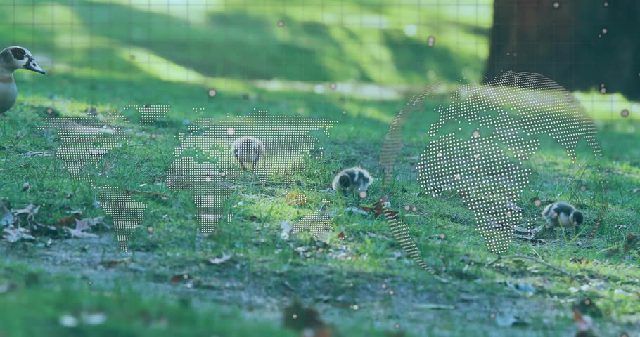 Entering grassy clearing driven by hunger, adult goose leading goslings pecking soil for food. Wildlife, nature, family, outdoor, countryside, innocence, serenity