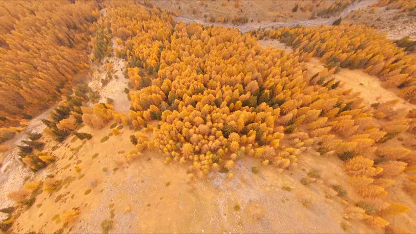 Vibrant autumn forest in aerial view with golden trees, valleys, and mountains