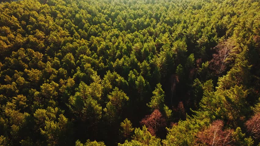 Spring light touches pine canopy as drone moves forward through wilderness