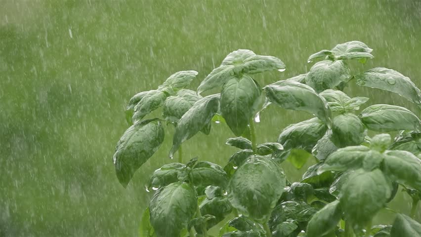 Rain Falling on Green Basil Herb in Natural Garden
