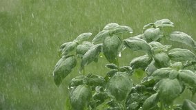 Rain Falling on Green Basil Herb in Natural Garden - Powered by Shutterstock - Get 15% off with code: PIKWIZARD15