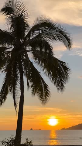 Tropical sunset with silhouette on palm tree in Kota Kinabalu Sabah Malaysia
