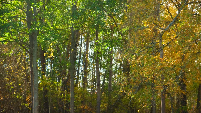 Leaf fall. Yellow leaves falling From The Tree on the grass ground. Carpet of autumn leaves. Warm fall sunny park. Colorful foliage in rural countryside. Autumn season. Leaves Blowing from treetops.
