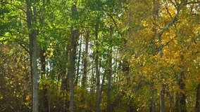 Leaf fall. Yellow leaves falling From The Tree on the grass ground. Carpet of autumn leaves. Warm fall sunny park. Colorful foliage in rural countryside. Autumn season. Leaves Blowing from treetops.
 - Powered by Shutterstock - Get 15% off with code: PIKWIZARD15