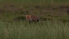 Red Fox, Vulpes vulpes, beautiful animal on green vegetation in the forest, cotton frass, in the nature habitat, evening sun with nice light, Wildlife nature, Europe. Finland wildlife.  - Powered by Shutterstock - Get 15% off with code: PIKWIZARD15