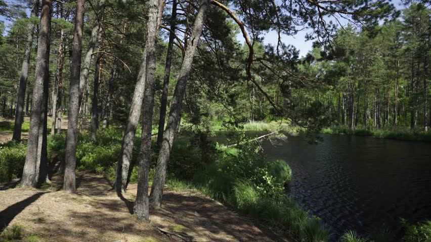 Forest lake with reflection in summer. Green grass on the shore and lilies in the water. Tall pines are reflected in the water.