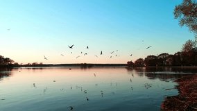 Beautiful landscape of the lake with seagulls flying over the water. The birds are reflected in the water. Beauty of nature. Sunset time. Clear cloudless blue sky. The concept of freedom and peace. - Powered by Shutterstock - Get 15% off with code: PIKWIZARD15