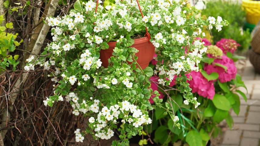 Hanging basket of assorted summer flowers. Lobelia Flowers. Spring Bloom. Beautiful ornamental garden design element. Wedding decoration