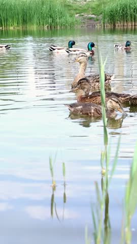 An adult duck with grown-up ducklings actively swim against the background of a green reed, demonstrating family behavior. A family of waterfowl swim in a pond against a background of green grass