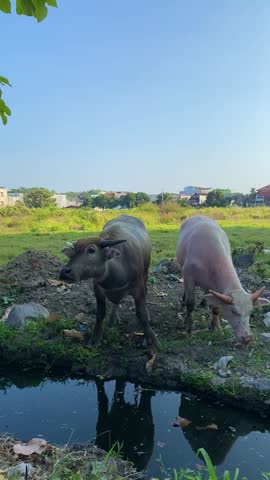 Two buffalos share a tender moment near a small pond on the edge of an urban field in Solo, Indonesia, showcasing a peaceful scene of rural life in the city.