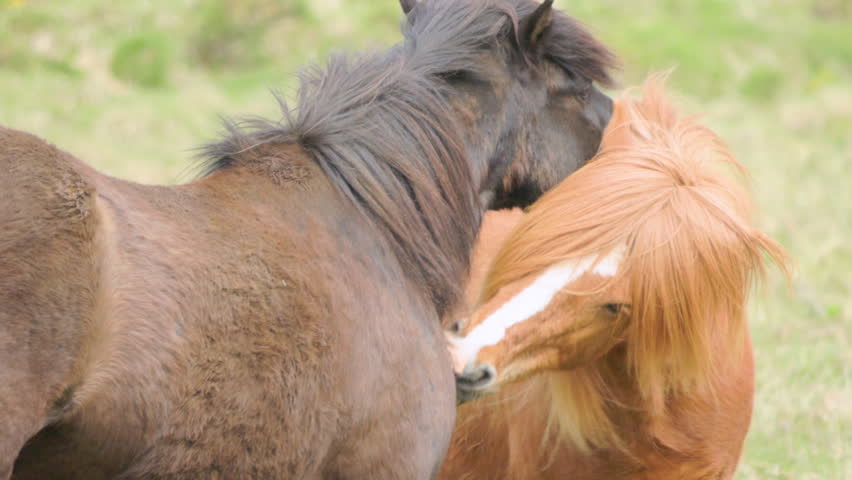 A Delightful and Playful Interaction Between Two Horses in a Beautiful Green Pasture