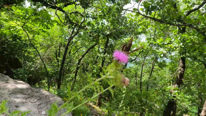 Monarch butterfly feeding on a mist flower in northeastern Mexico posing on a very beautiful purple flower and pollinating the plant 120 fps in 4k