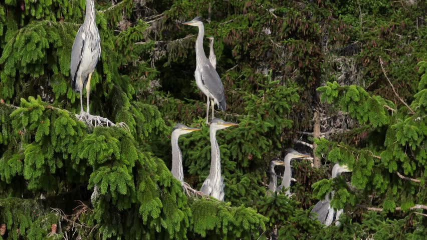 Young Grey herons (Ardea cinerea) sitting in their nests in the treetops. Estonia.