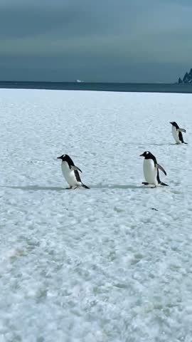 Two Penguins walking on the snow. Antarctica Wildlife and Animals Trip