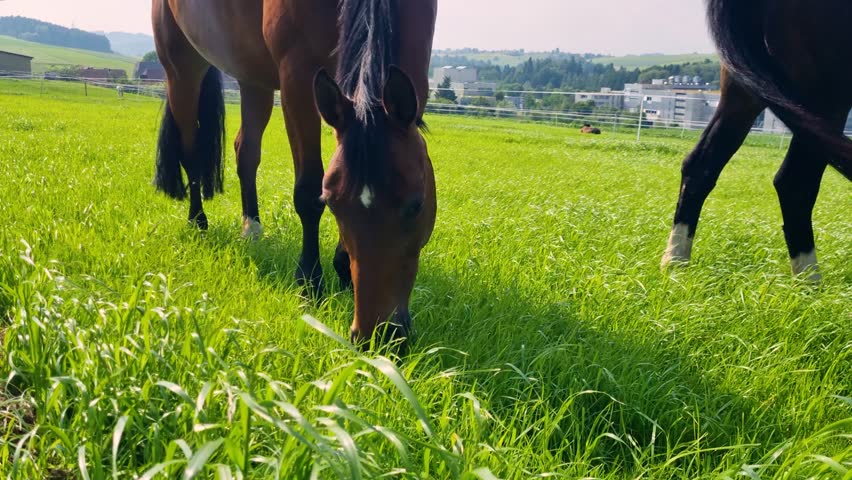 lose-up of a brown horse eagerly grazing fresh green grass on a sunny, windy spring day near Bern, Switzerland. Captures natural behavior in a calm rural setting