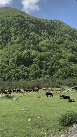 A herd of cows grazing on grass in a mountain pasture, beautiful mountain peaks in the background, trees on the mountain slopes on a clear day. Republic of North Ossetia-Alania