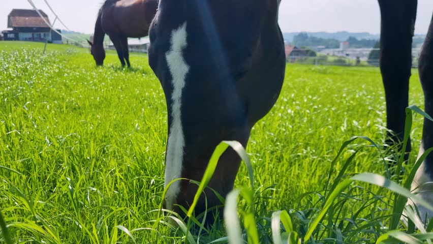 Close-up of a horse eagerly grazing fresh green grass on a sunny spring day near Bern, Switzerland, capturing its natural behavior and the peaceful rural atmosphere
