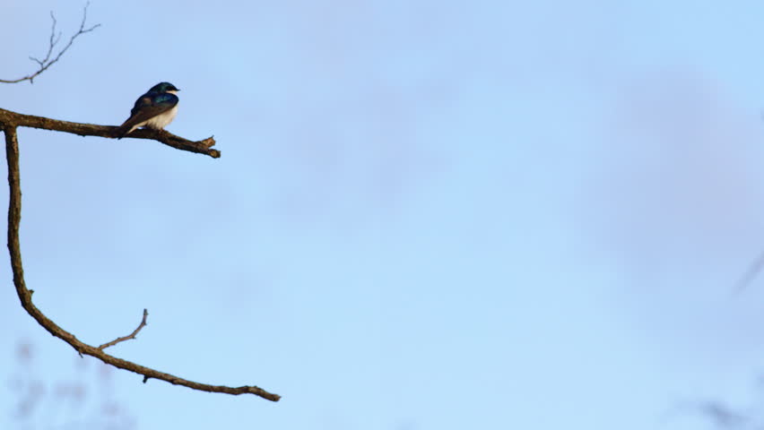 Aerial ballet of purple martins caught in cinematic slow-mo.