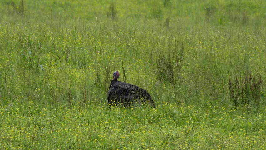 A male turkey stands motionless in the grass, making subtle head movements in a calm natural setting.