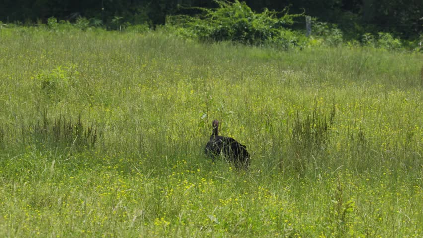 A male turkey seen from behind stands in tall grass and briefly shakes its head.