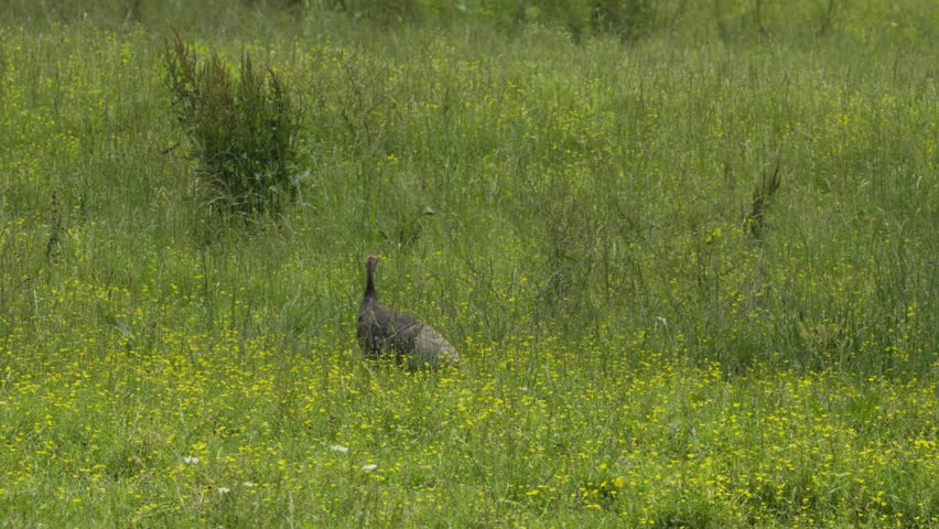 A female turkey stands in tall grass, turning her head attentively as if hearing something.