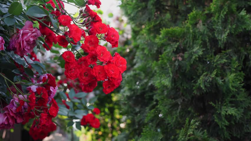 red roses cascade beside a lush green conifer, creating a vivid contrast of colors in a flourishing summer garden