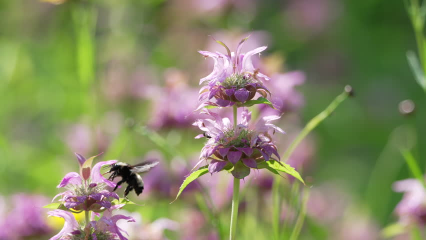 Close-up of Honey Bee on Lemon bee-balm on a farm in early summer, in Piedmont, North Carolina, US.
