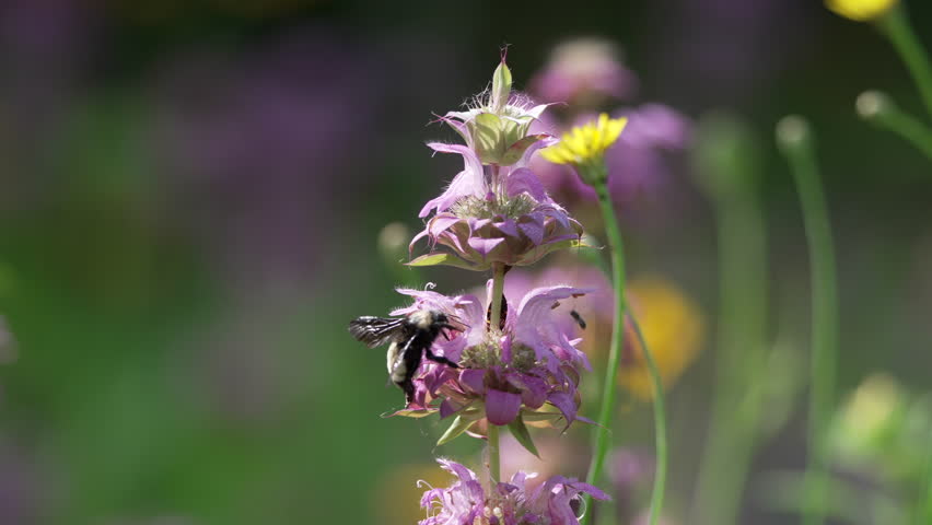 Honey Bee on Lemon bee-balm on a farm in early summer, in Piedmont, North Carolina, US.