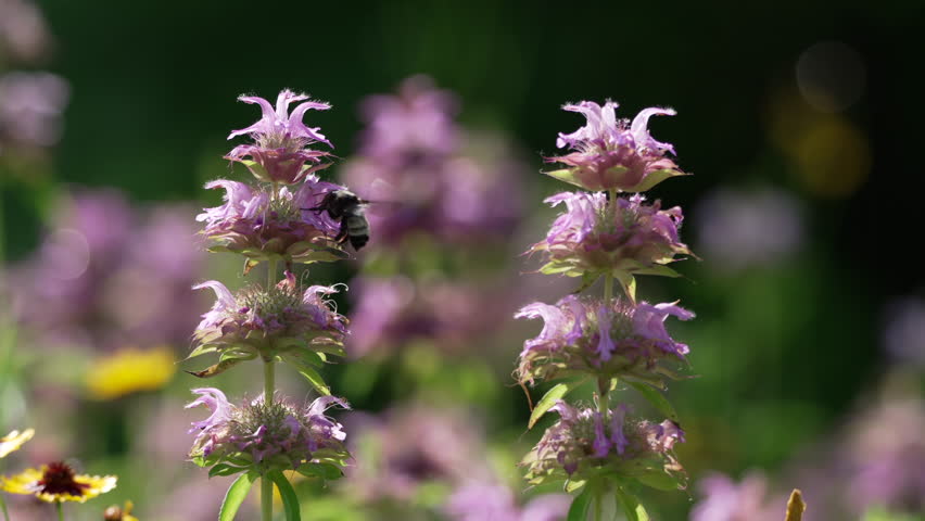Honey Bee on Lemon bee-balm on a farm in early summer, in Piedmont, North Carolina, US.