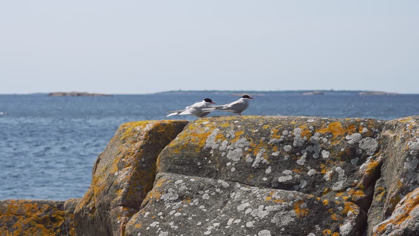 Two Arctic terns resting on lichen-covered coastal rocks by the sea on a sunny summer day in Finland. Seabirds and Nordic nature scene.