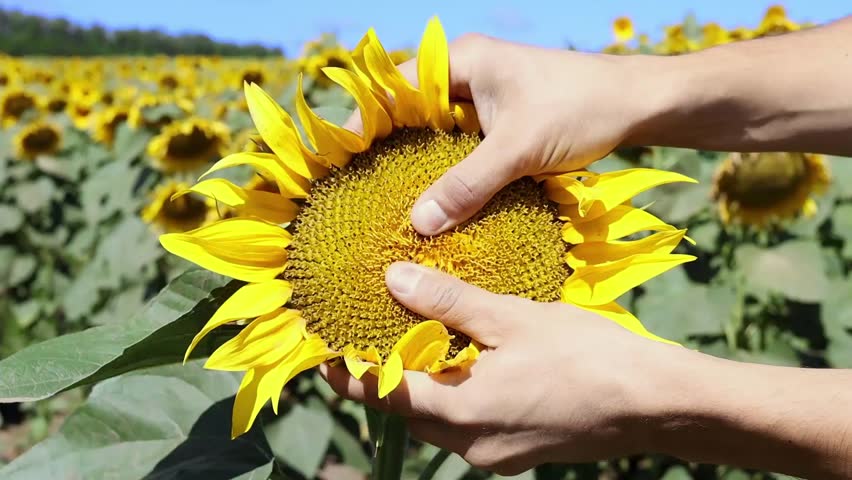 The agronomist examines the sunflower harvest. Sunflower harvest. The agricultural industry, production of sunflower oil. Man is removing flowers from the sunflower head with his hand in slow motion