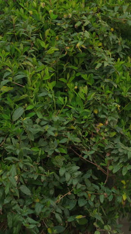 Sanitary pruning of branches with pruning shears