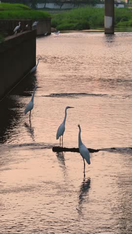 great egret Wading in shallow edge of river looking for fish