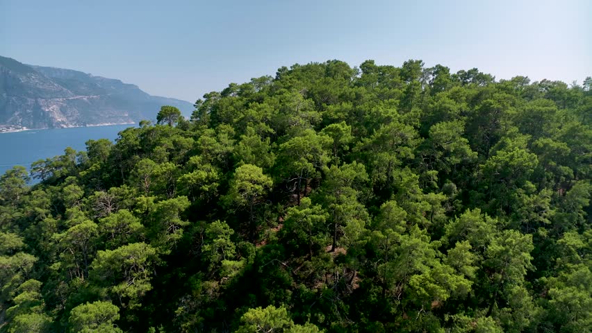 Mediterranean landscape showing a vibrant green forest covering a hilltop, gently sloping towards the tranquil azure waters of the sea, creating a picturesque scene of untouched natural beauty