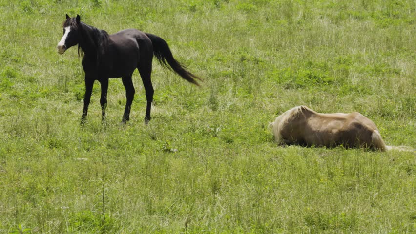 Two horses in slow motion: the dark one shakes its head while the light one rolls in the grass.