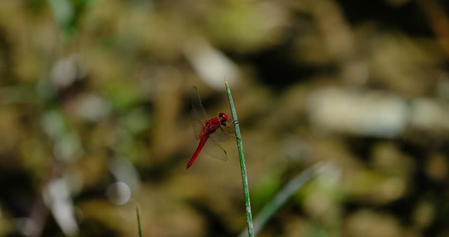 red dragonfly on a branch