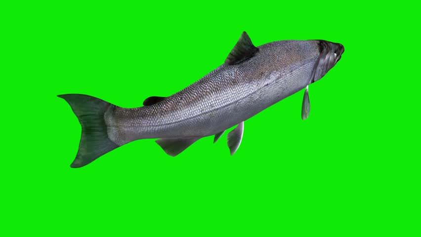 Coho Salmon Fish - Swim Loop - Back Side Angle Side Close Up View - Realistic naturalistic Full HD 3D animation isolated on chroma key green screen background