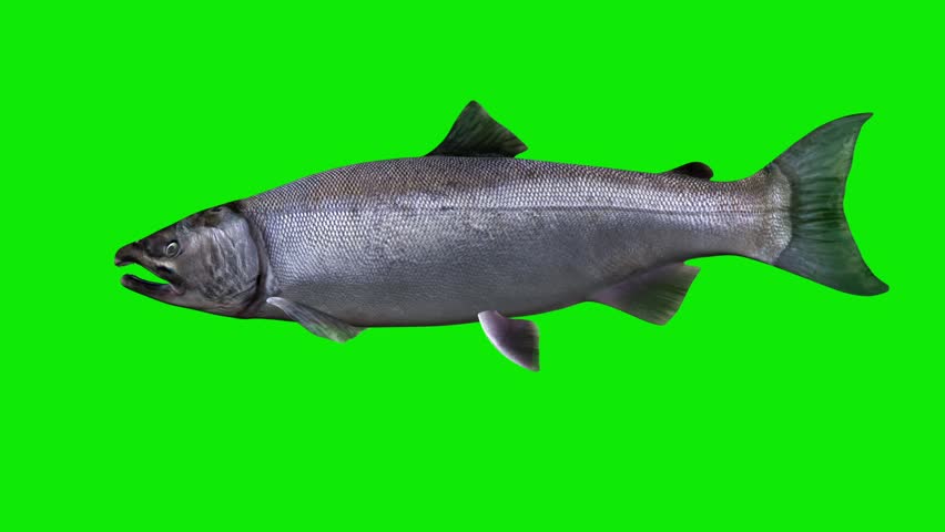Coho Salmon Fish - Swim Loop - Side Close Up View - Realistic naturalistic Full HD 3D animation isolated on chroma key green screen background