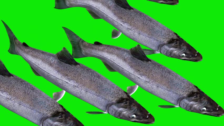 Coho Salmon - Scale of 5 Fishes - Swim Transition - Back Angle Close Up View - Realistic naturalistic Full HD 3D animation isolated on green screen chroma key background